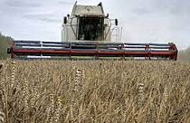 The European Commission is due to rule on Ukrainian grain transit next week