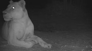 تصور غلط درباره انقراض شیرها در پارک ملی چاد