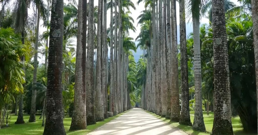Brazil celebrates its giant trees on Earth Day 2023
