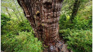 شجرة عمرها 5 آلاف سنة في تشيلي 