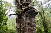 Şili ormanlarındaki 'Büyük Dede'nin dünyanın en yaşlı ağacı olduğu sanılıyor