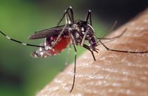 El peligro de los mosquitos como transmisores de enfermedades graves