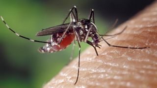 Британские исследователи изучают распространение тигровых комаров
