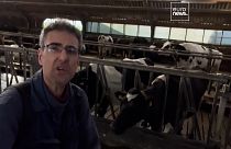 Голландские коровы угрожают биоразнообразию региона