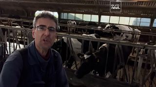 Голландские коровы угрожают биоразнообразию региона