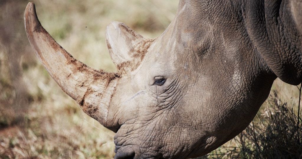 S.A: World’s largest rhino farm up for auction