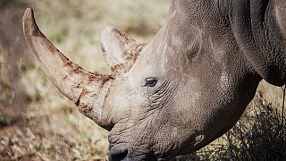 S.A: World's largest rhino farm up for auction