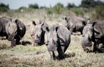 قطيع وحيد القرن في مزرعة "بلاتينوم راينو"