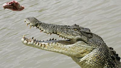 3 men arrested in South Africa for stealing large crocodile
