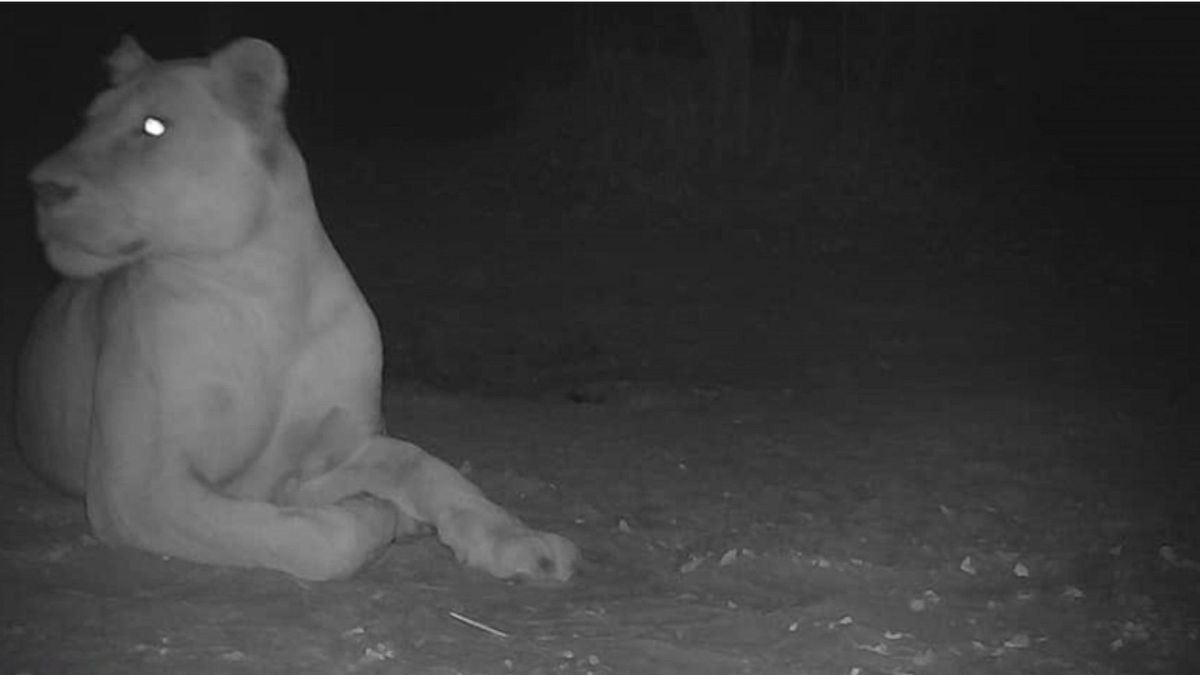 A camera trap image taken on Feb. 22, 2023, of a lion in Sena Oura National Park in Chad.