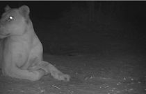 A camera trap image taken on Feb. 22, 2023, of a lion in Sena Oura National Park in Chad.