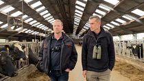 Contra UE e governo: Agricultores neerlandeses contestam lei das emissões