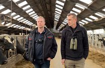 Los agricultores neerlandeses luchan contra la normativa sobre emisiones de nitrógeno