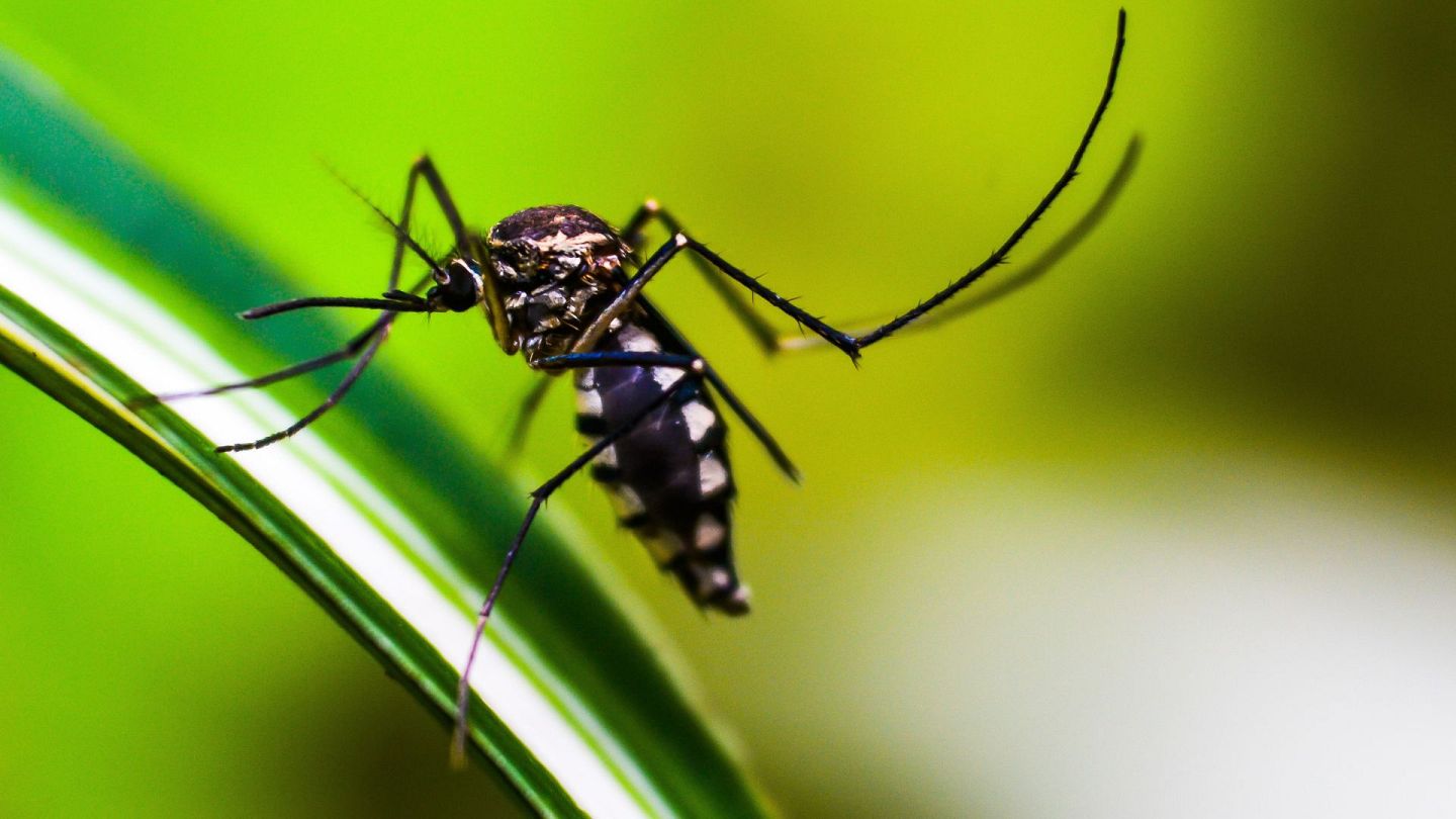 Biologists in Argentina are battling dengue with atomic energy