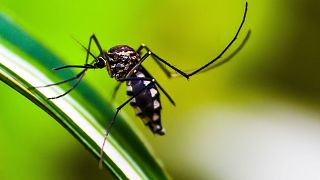 Image shows a mosquito. The Aedes aegypti mosquito is being targeted for sterilisation by Argentinian biologists in a bid to curb cases of dengue fever in the country.