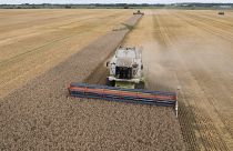 موسم حصاد القمح في أوكرانيا