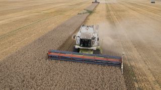 موسم حصاد القمح في أوكرانيا