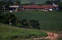 Cukornád ültetvények a brazíliai Nazare da Matában