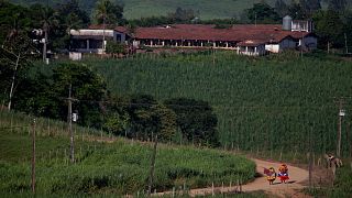 Cukornád ültetvények a brazíliai Nazare da Matában