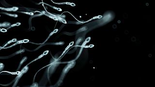 La conta spermatica è drasticamente diminuita negli ultimi decenni 