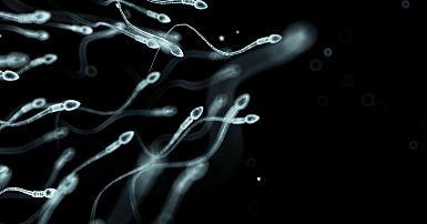 Sperm counts are declining globally. Scientists believe they have