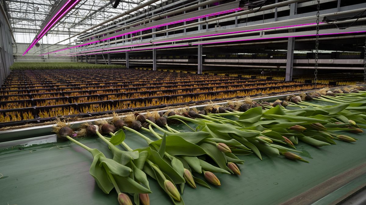 Üzemi tulipántermelés Hollandiában