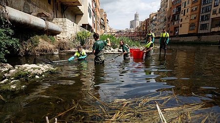 Workers catch fish using voltage electricity to transfer the native species to another location due to the low water level of the River Onyar in Girona, Spain, 26 April.