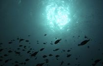 Das Projekt "Ocean Census" will 100,00 neue Arten im Ozean entdecken