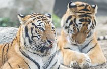 Nature reserves aim to protect endangered species such as the Manchurian tiger.