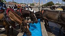 Horses used to pull tourist carriages, drink water at the annual traditional April Fair in Seville, Spain, Thursday, April 27, 2023.