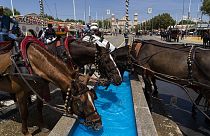 Horses used to pull tourist carriages, drink water at the annual traditional April Fair in Seville, Spain, Thursday, April 27, 2023.