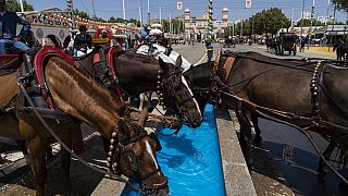Даже лошадям на улицах Севильи приходится туго