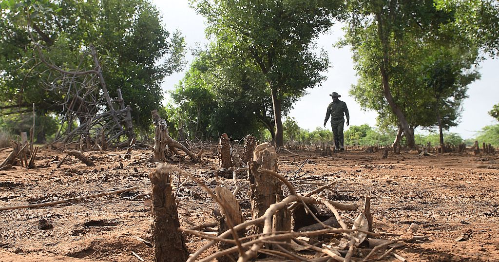 Kenyans plant their age in trees to combat deforestation