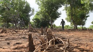 Kenya : la mémoire des défunts pour lutter contre la déforestation