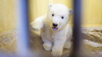 صغير دب قطبي في حديقة حيوان في ألمانيا