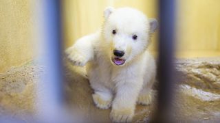صغير دب قطبي في حديقة حيوان في ألمانيا