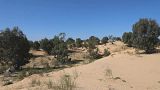 حماية الغطاء النباتي وغرس ثقافة غرس الأشجار لمحاربة القطع الجائر للغابات في ليبيا.