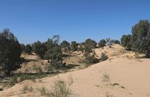 حماية الغطاء النباتي وغرس ثقافة غرس الأشجار لمحاربة القطع الجائر للغابات في ليبيا.