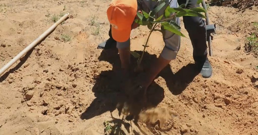 Green association in Libya determined to save remaining forests