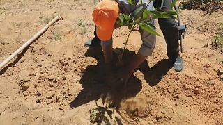 Green association in Libya determined to save remaining forests