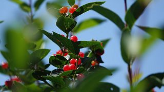 Want to travel more sustainably? Try eating your way around Europe’s seasonal delights | Euronews