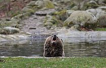 ILLUSTRATION! - Brown bear at the Thale Zoo, in Thale, Germany, March 26, 2023. 
