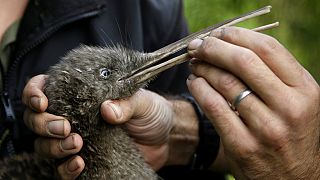 Yeni Zelandalıların ulusal simgesi kivi kuşu