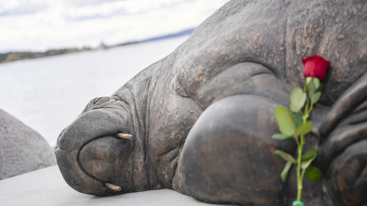 Freya, morsa morta sem necessidade, ganha memorial na Noruega