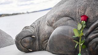 Statue of Freya the walrus in an Oslo fjord, April 29th 2023