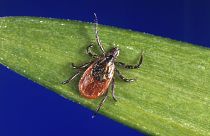 This undated photo provided by the US Centers for Disease Control and Prevention (CDC) shows a blacklegged tick.