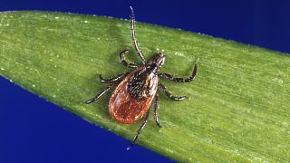 This undated photo provided by the US Centers for Disease Control and Prevention (CDC) shows a blacklegged tick.