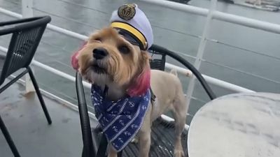 Kleiner Hund auf Kreuzfahrt in San Diego 