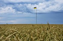 Флаг Украины посреди поля с колосьями   