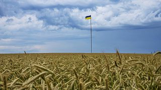 The EU deal targets four Ukrainian products: wheat, maize, rapeseed and sunflower seeds.